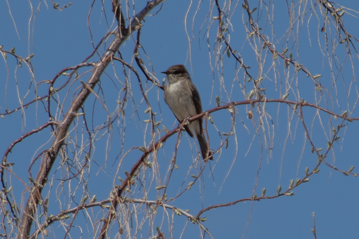 Eastern Phoebe - Cinnamon Bergeron