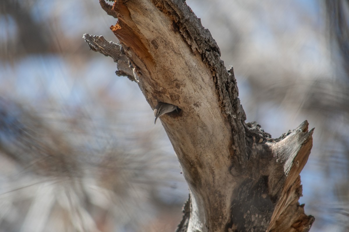 Bewick's Wren - ML617198800