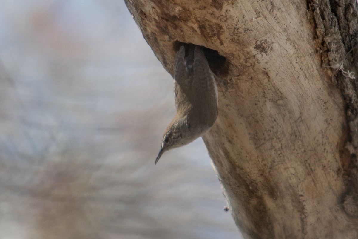 Bewick's Wren - ML617198815