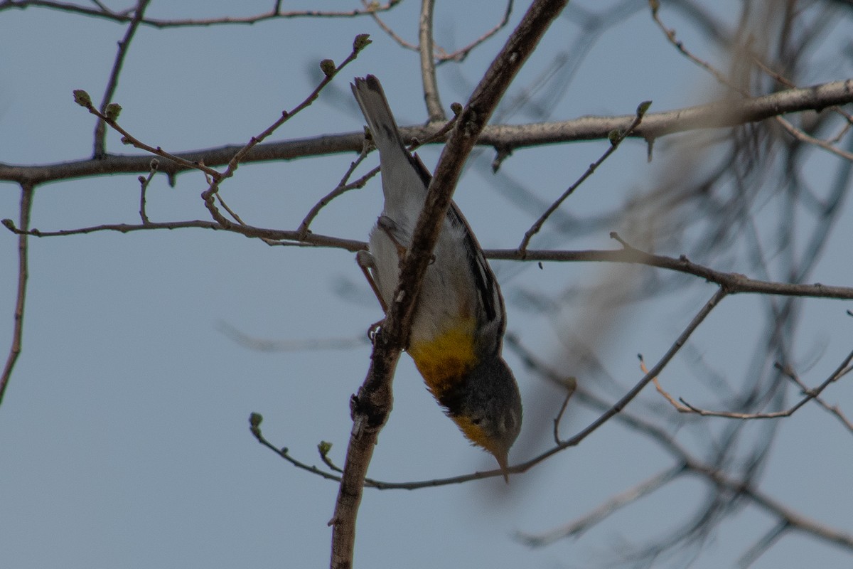 Northern Parula - ML617198841