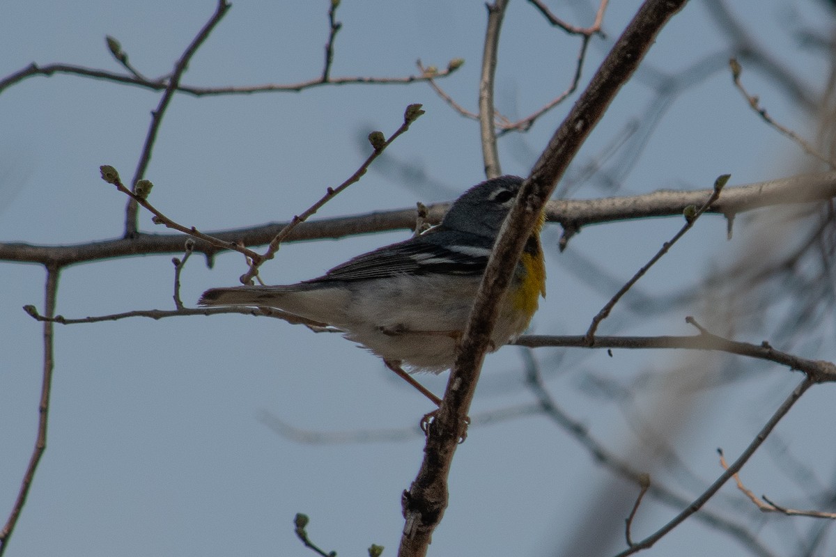 Northern Parula - ML617198842