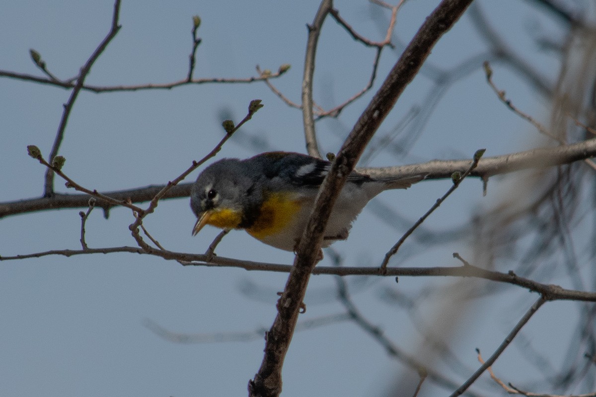 Northern Parula - ML617198844