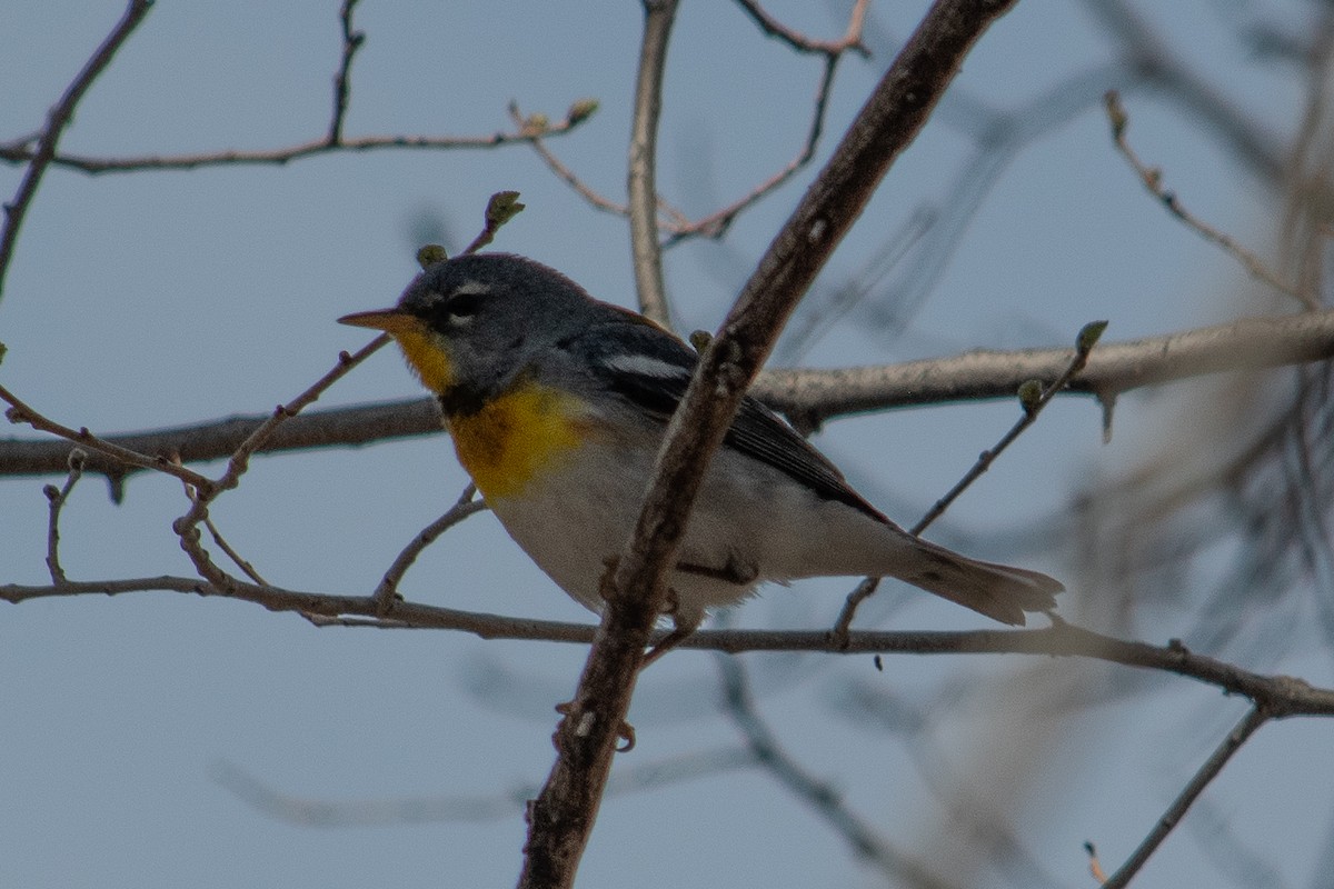 Northern Parula - ML617198845