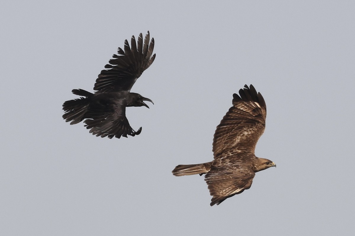 Eastern Buzzard - ML617198851