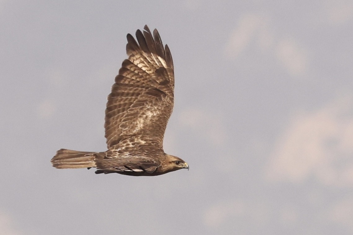 Eastern Buzzard - ML617198852