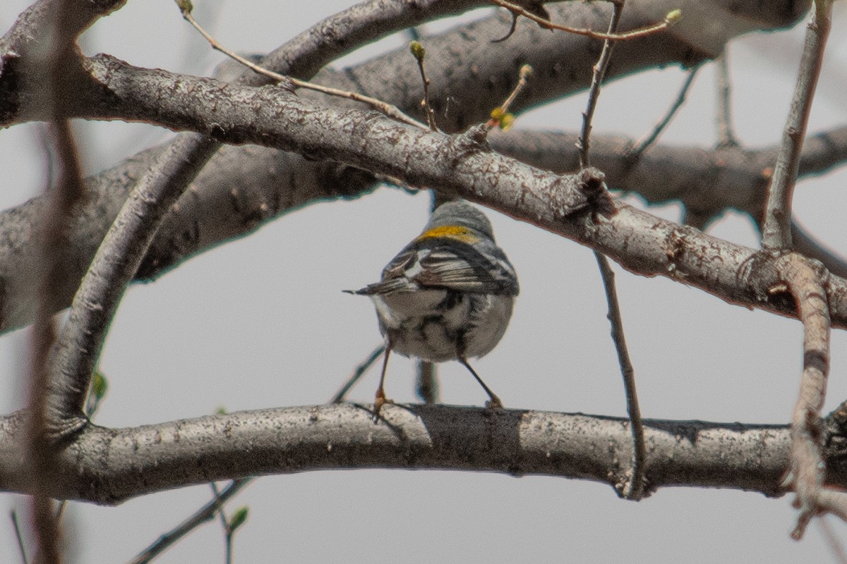 Northern Parula - ML617198861