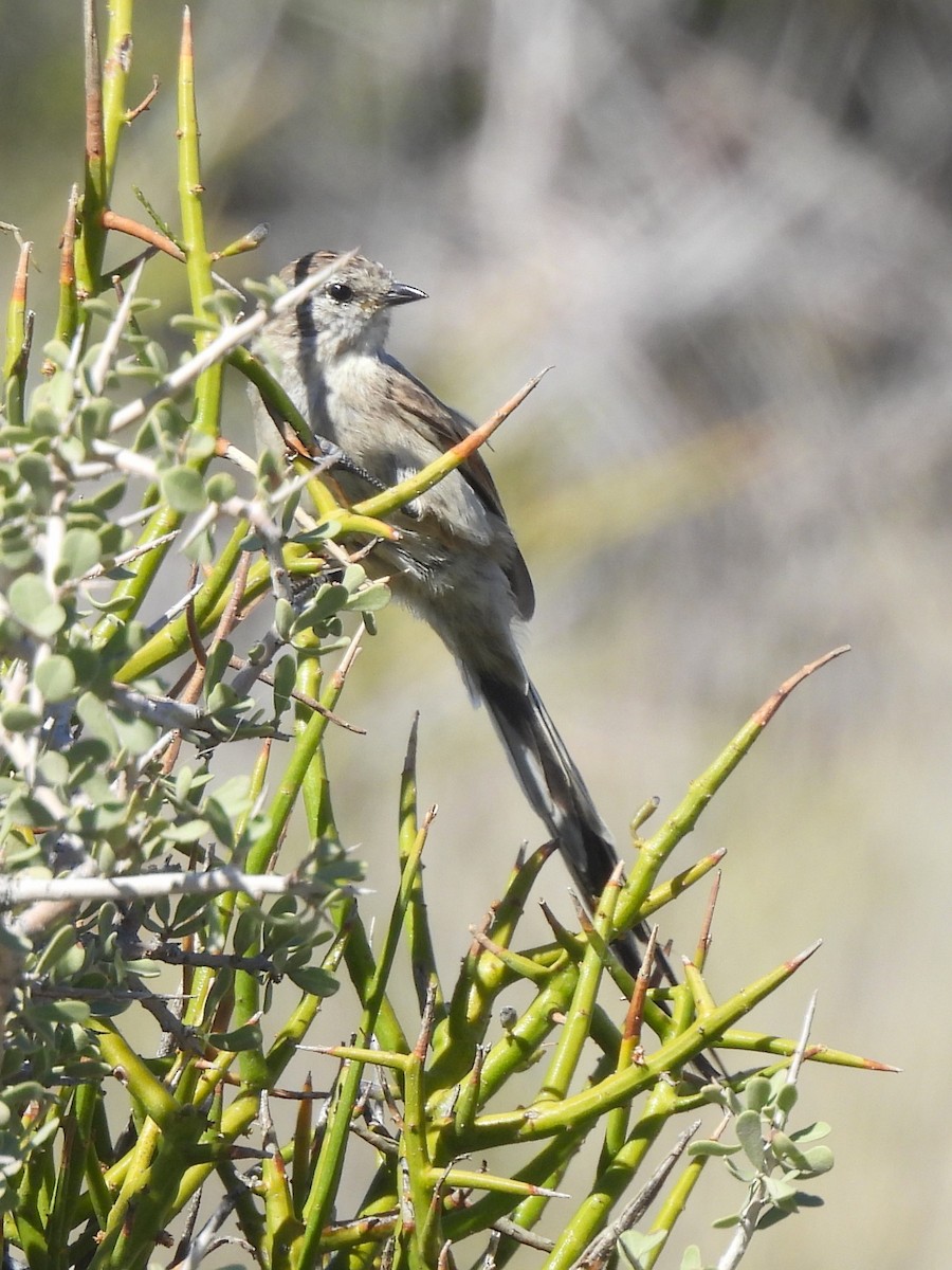 Plain-mantled Tit-Spinetail - ML617198901