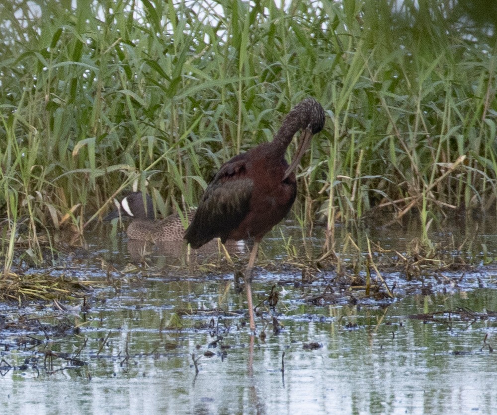 Glossy Ibis - Lindy Fung