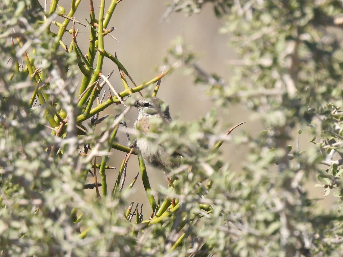 Plain-mantled Tit-Spinetail - ML617198930