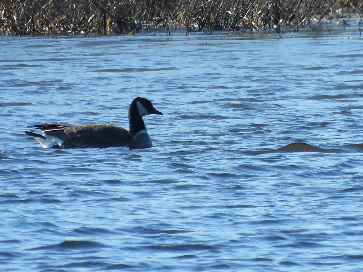 Cackling/Canada Goose - ML617198965