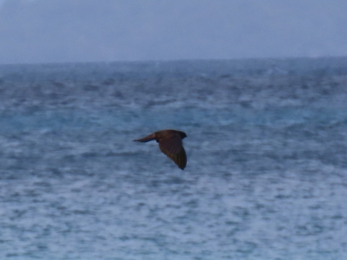 Caroline Islands Swiftlet - ML617198966