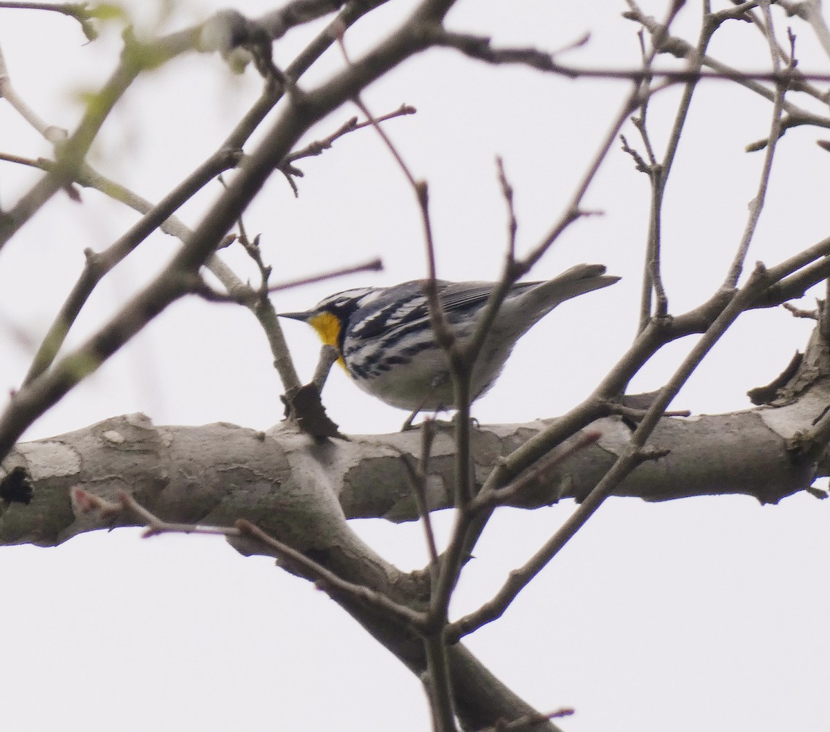 Yellow-throated Warbler - Darrell Hance