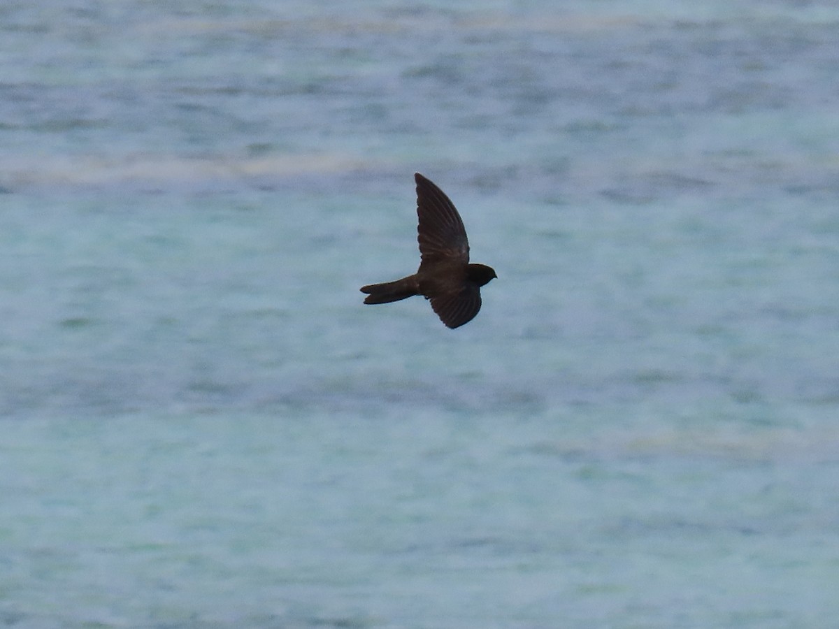 Caroline Islands Swiftlet - ML617198984