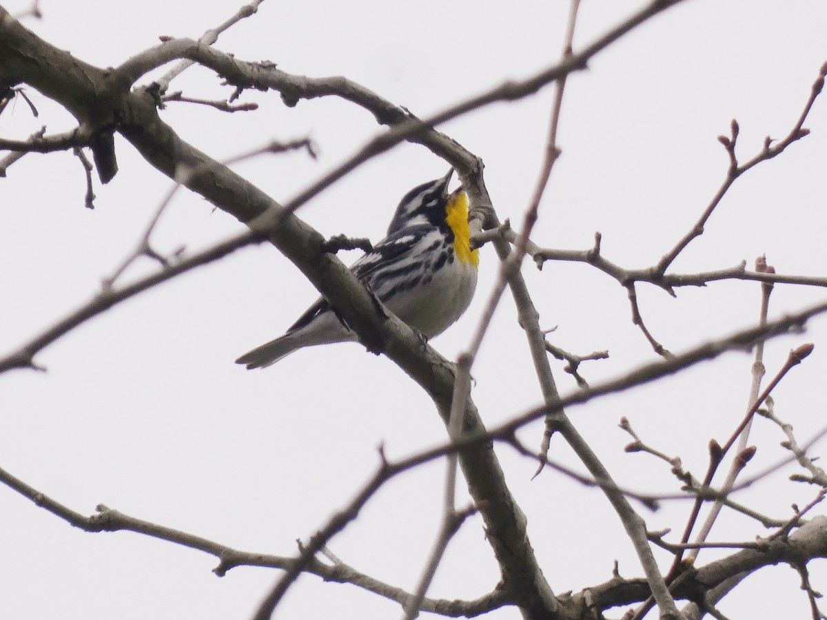 Yellow-throated Warbler - Darrell Hance