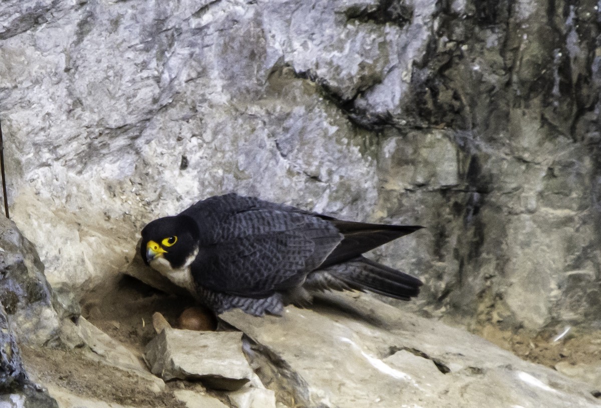 Peregrine Falcon - Rebel Warren and David Parsons