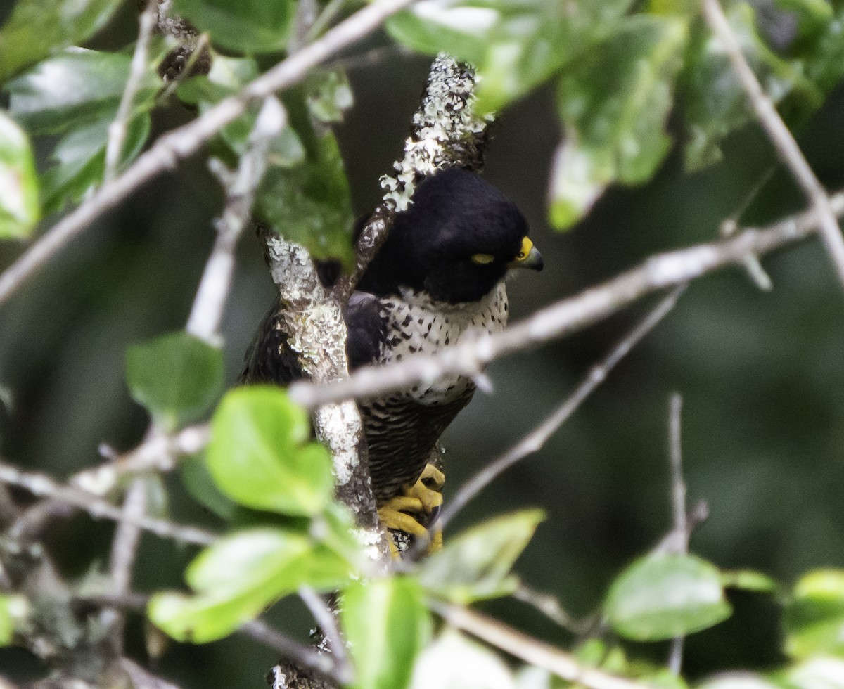 Peregrine Falcon - Rebel Warren and David Parsons