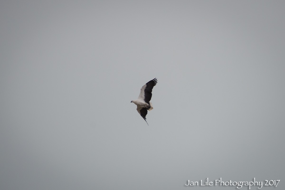 White-bellied Sea-Eagle - Jan Lile