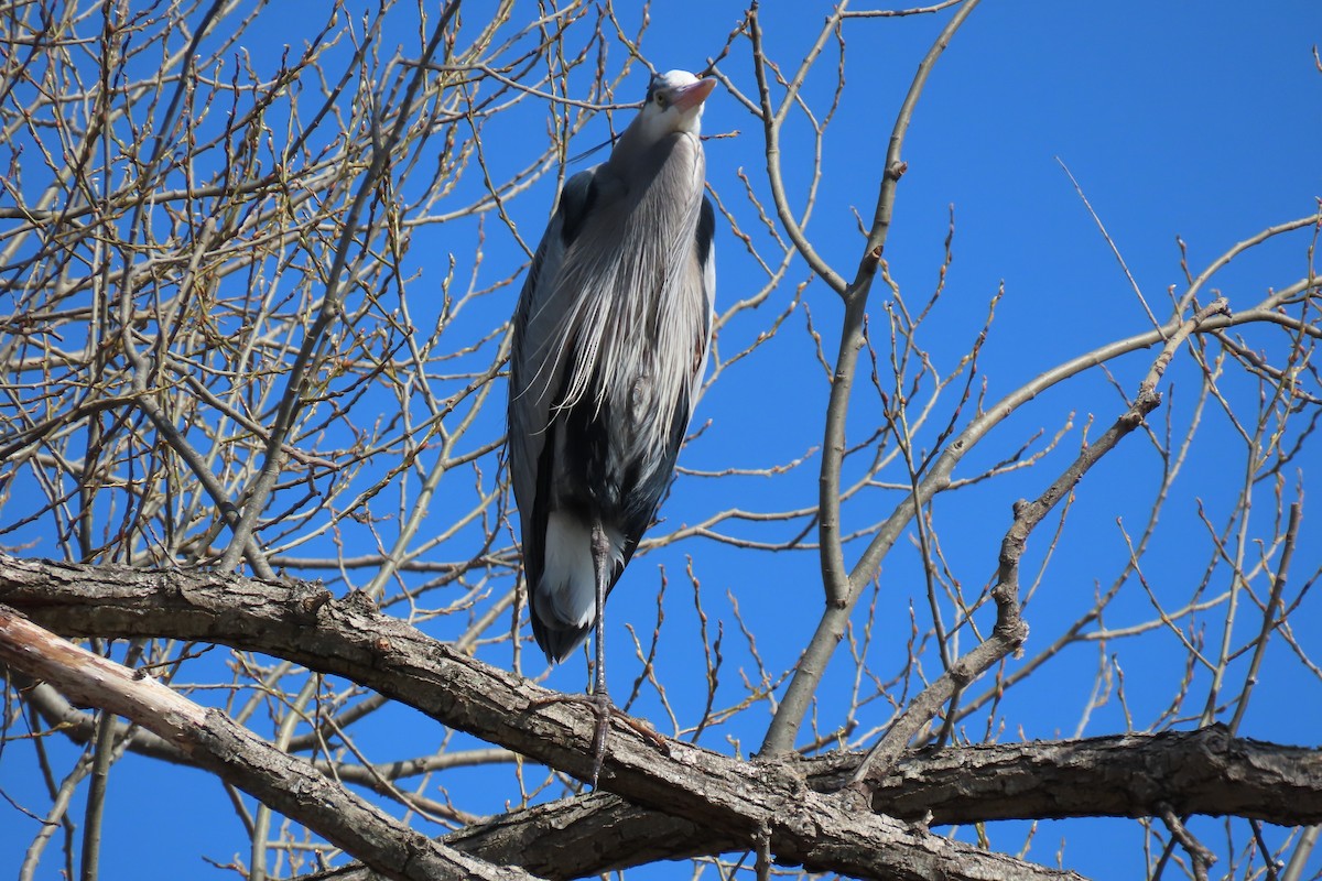 Great Blue Heron - ML617199011