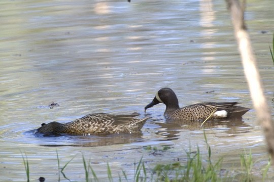 Blue-winged Teal - ML617199033