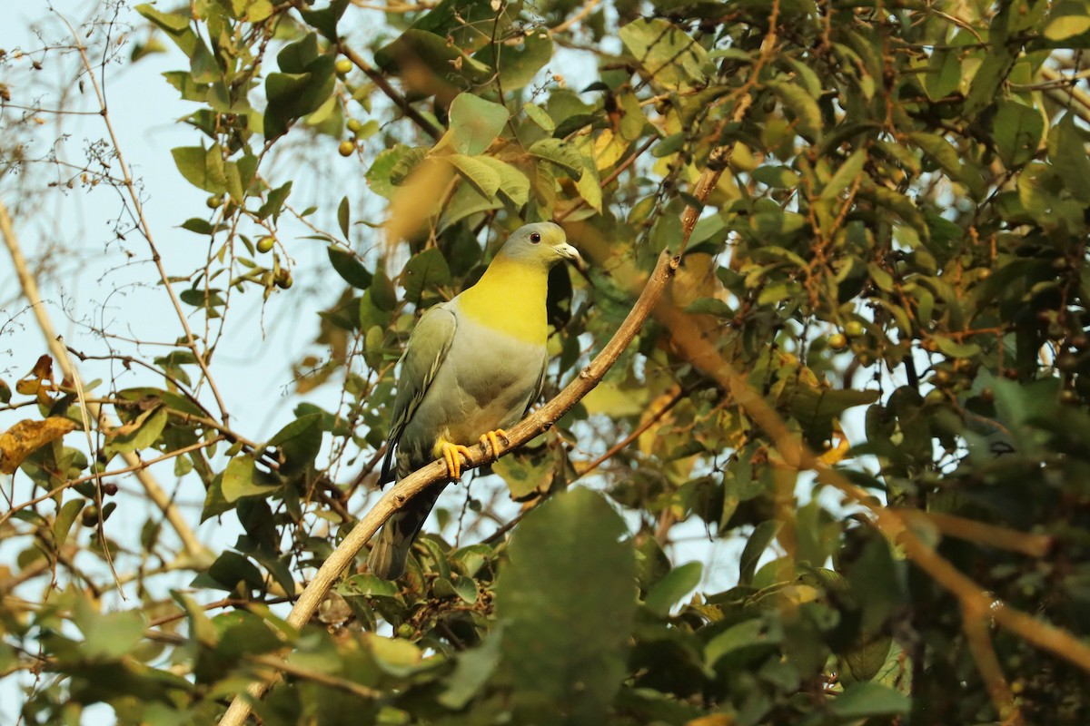 Yellow-footed Green-Pigeon - ML617199058