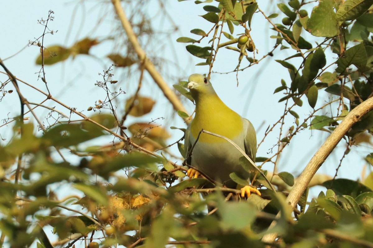 Yellow-footed Green-Pigeon - ML617199059