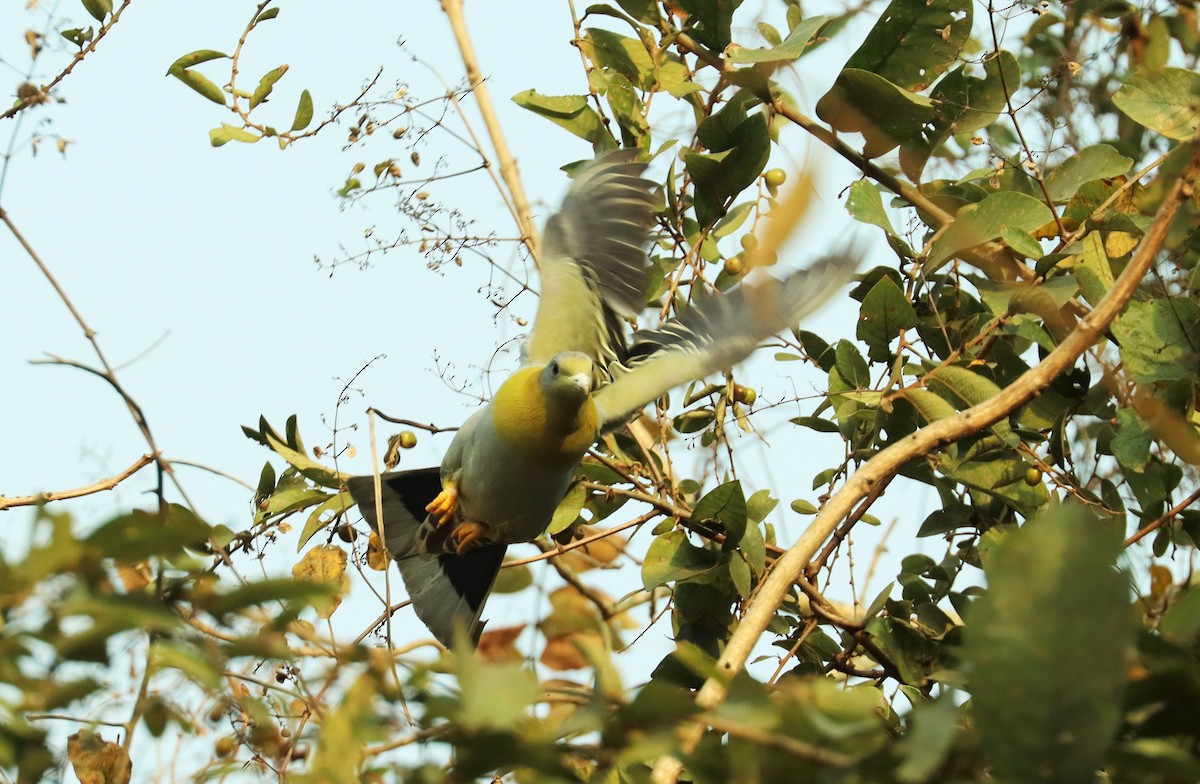 Yellow-footed Green-Pigeon - ML617199062