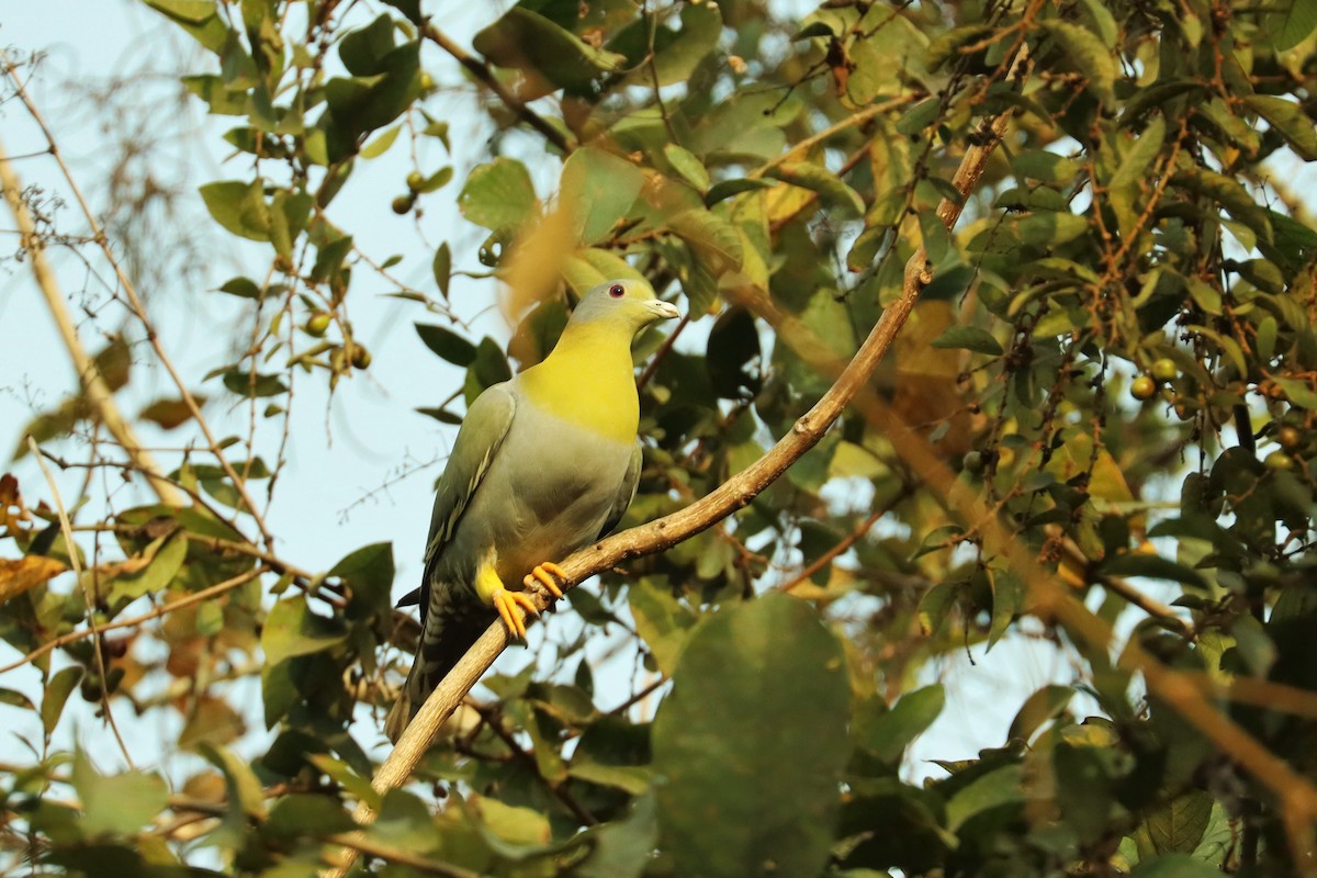Yellow-footed Green-Pigeon - ML617199063