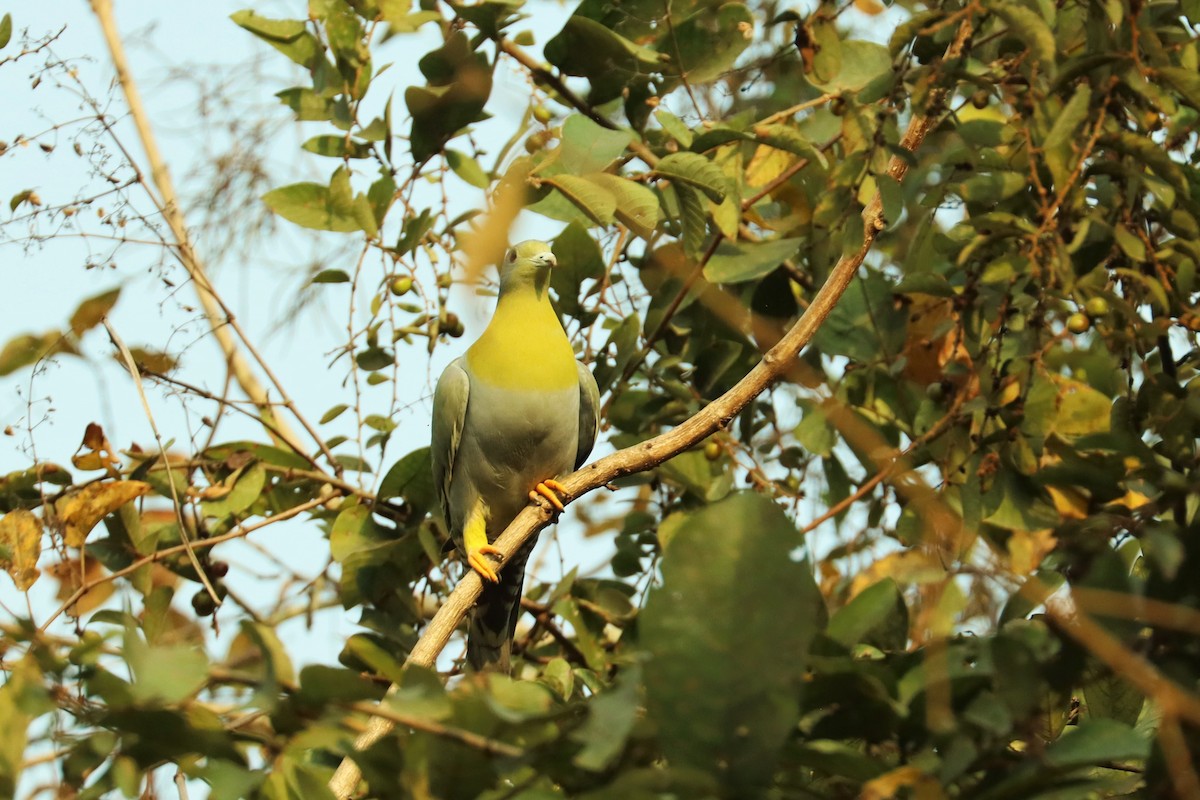 Yellow-footed Green-Pigeon - ML617199064