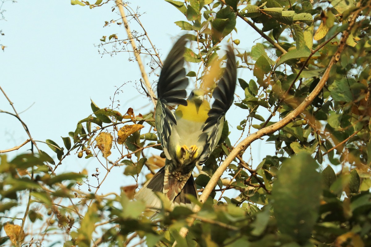 Yellow-footed Green-Pigeon - ML617199066