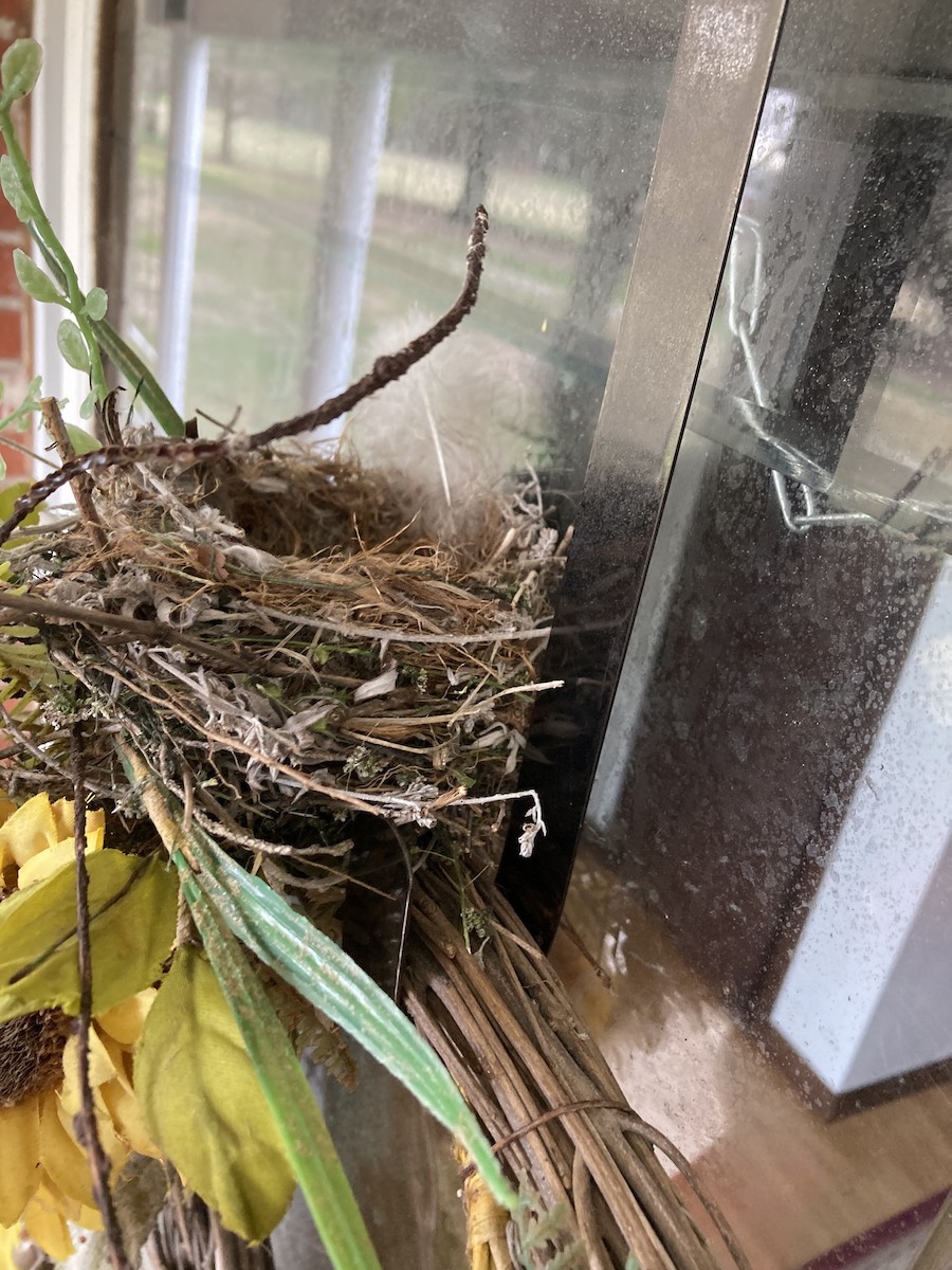 House Finch - ML617199068