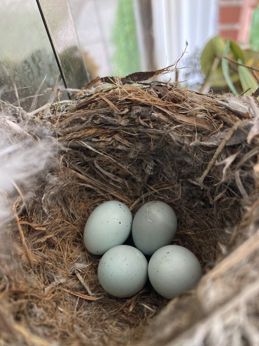 House Finch - ML617199069