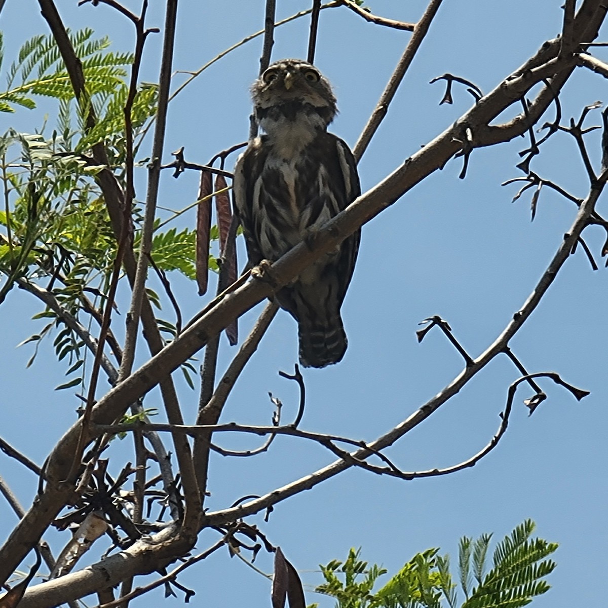 Ferruginous Pygmy-Owl - ML617199131