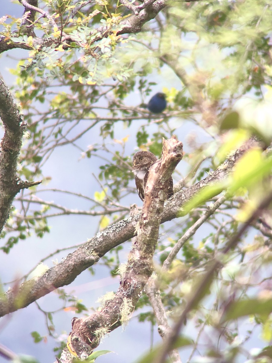 Andean Pygmy-Owl - ML617199182