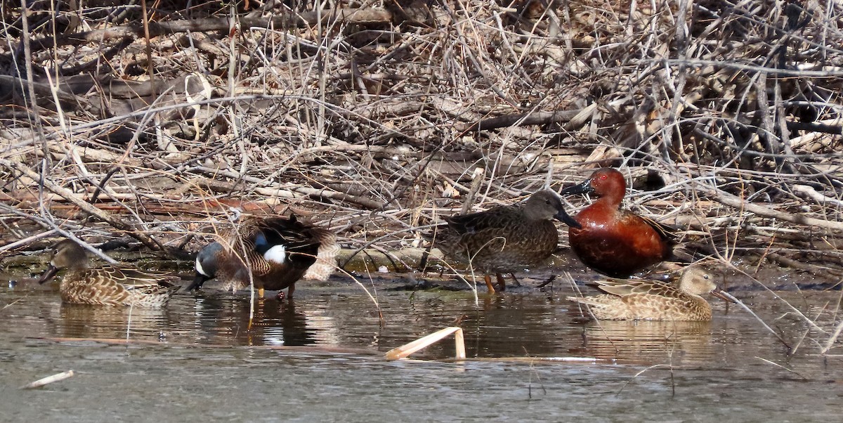 Cinnamon Teal - ML617199184