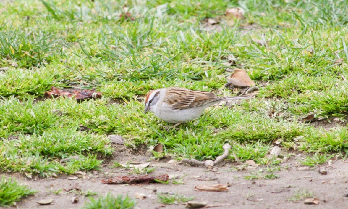 Chipping Sparrow - ML617199213