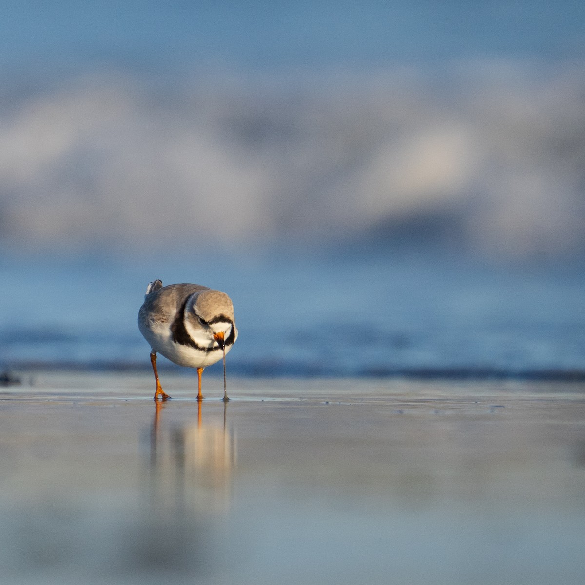 Piping Plover - ML617199275