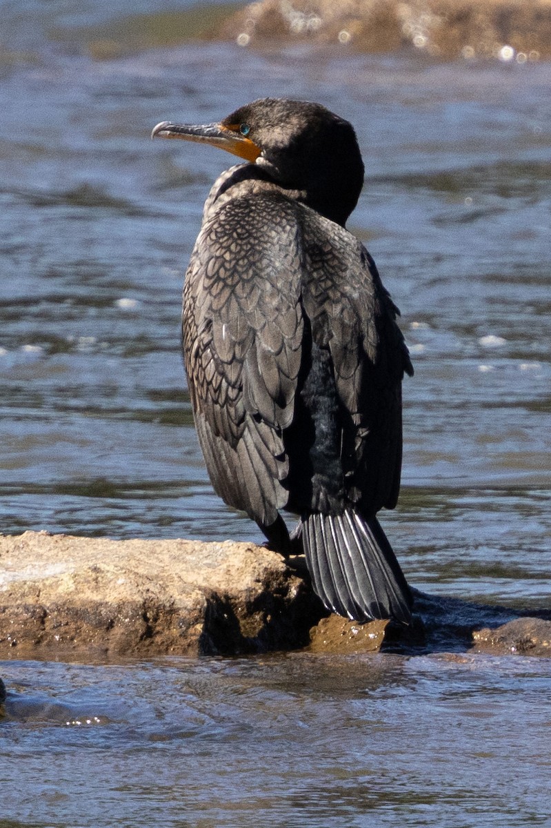 Double-crested Cormorant - ML617199281