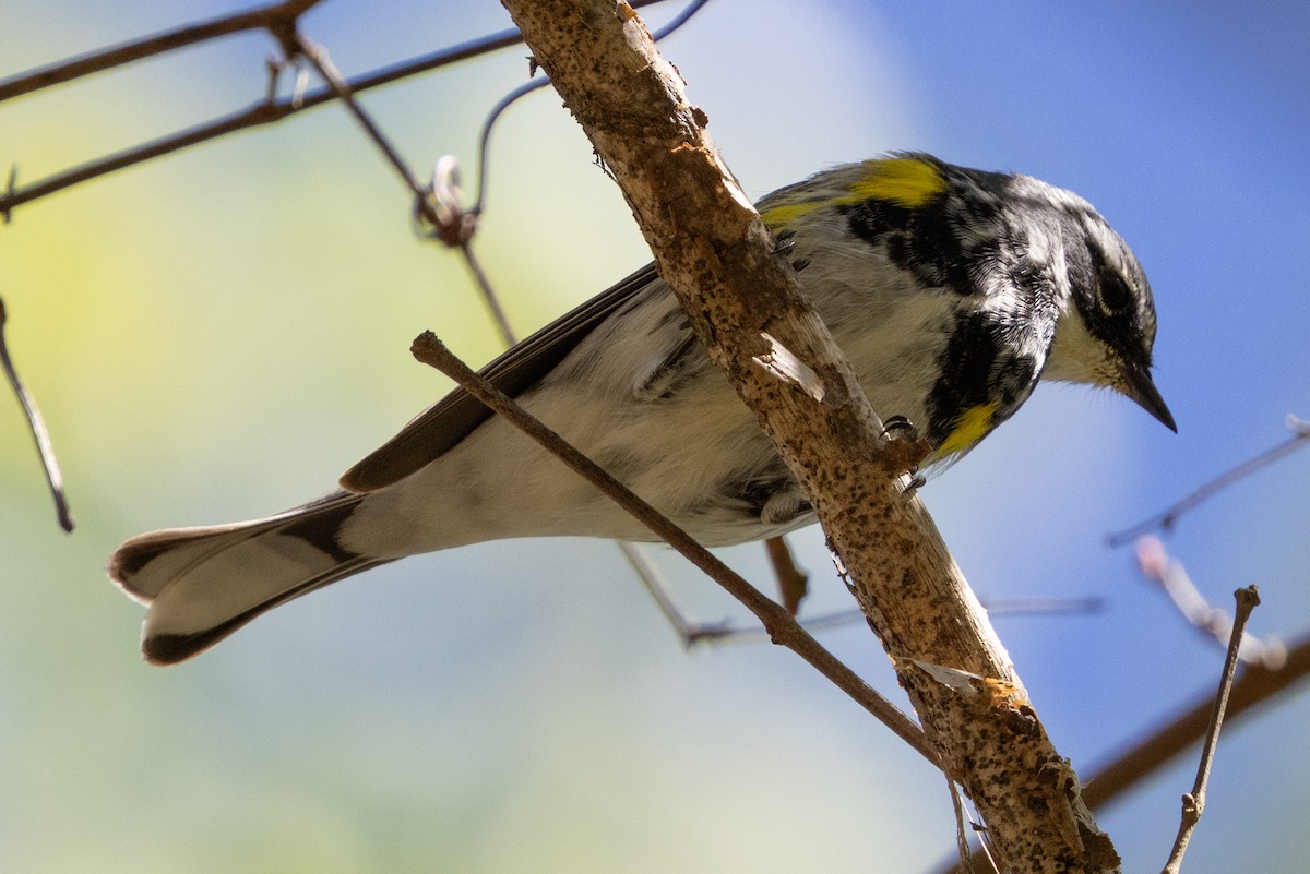 Yellow-rumped Warbler (Myrtle) - ML617199286