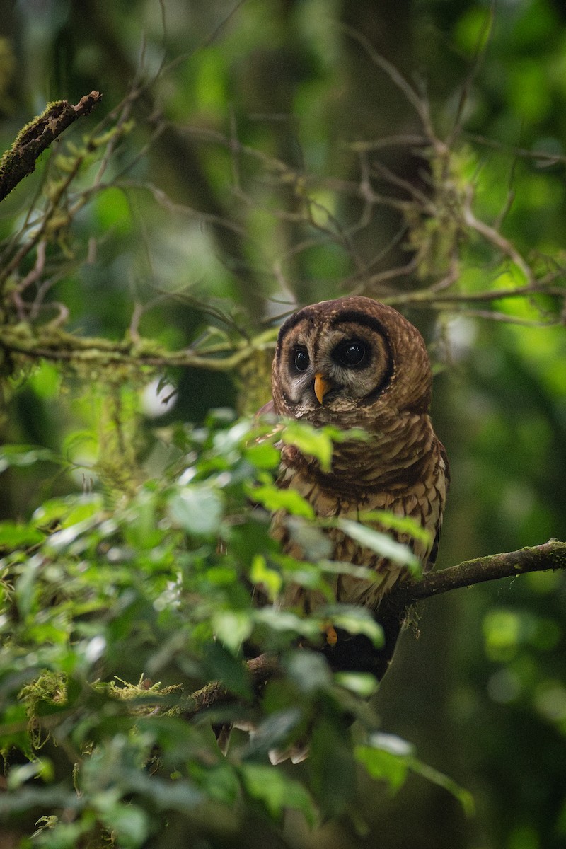 Fulvous Owl - ML617199288