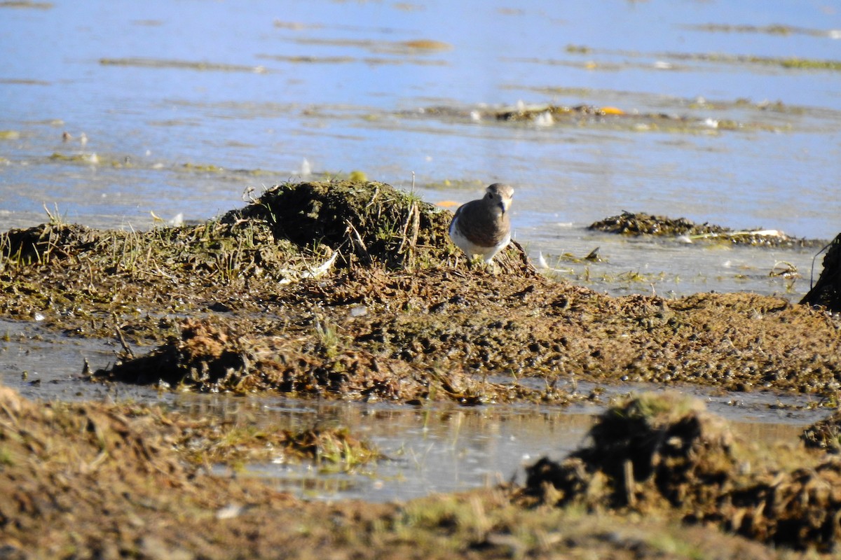 Rufous-chested Dotterel - Cristina Ríos