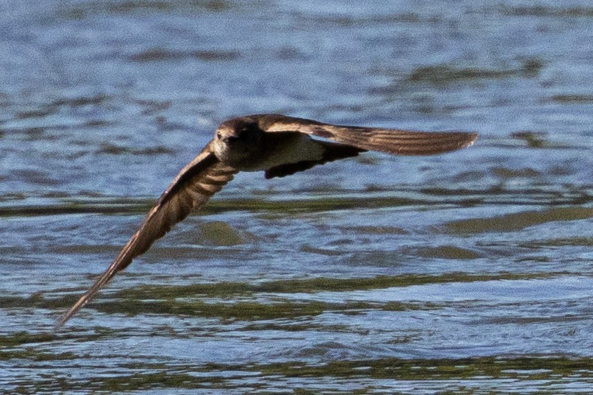 Northern Rough-winged Swallow - ML617199305