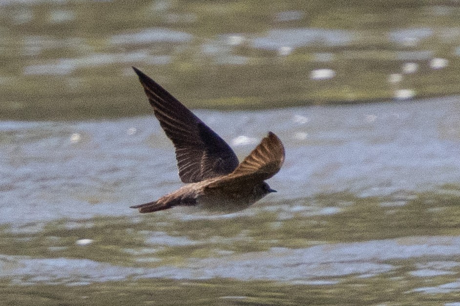 Northern Rough-winged Swallow - ML617199306