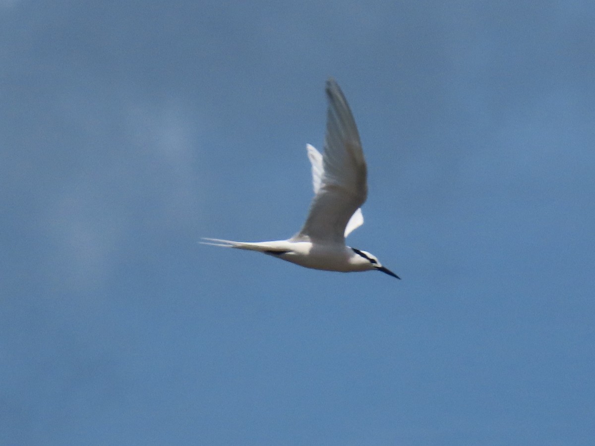 Black-naped Tern - ML617199307