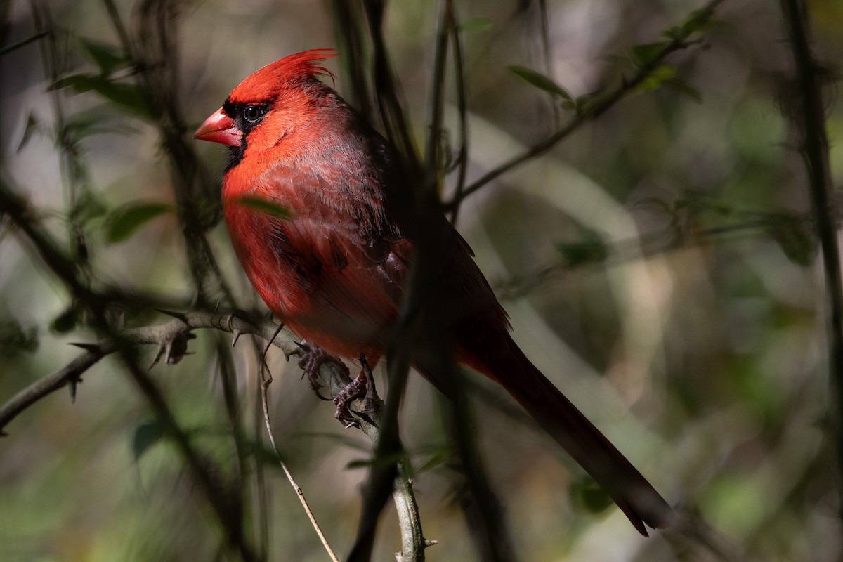 Northern Cardinal - ML617199310