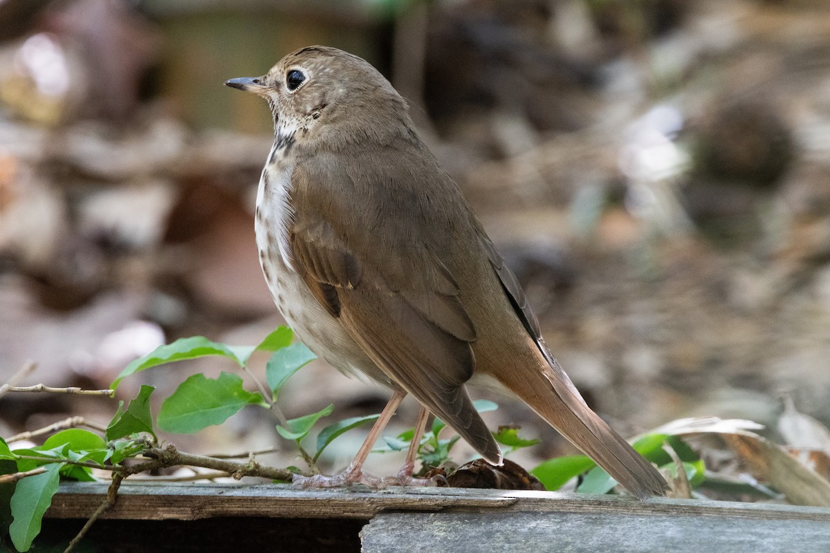 Hermit Thrush - ML617199315