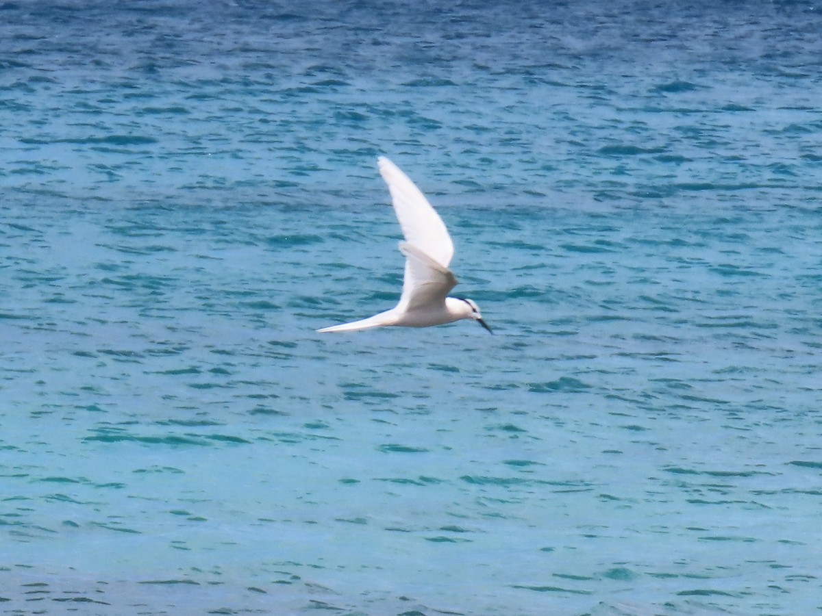 Black-naped Tern - ML617199327