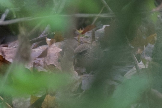 Troglodyte des forêts - ML617199330