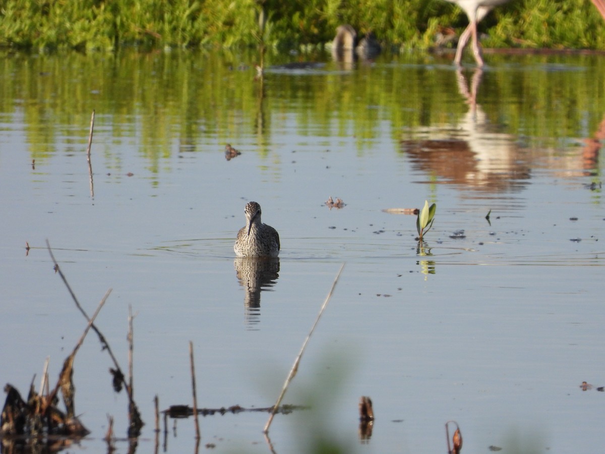 Stilt Sandpiper - Rich Miller