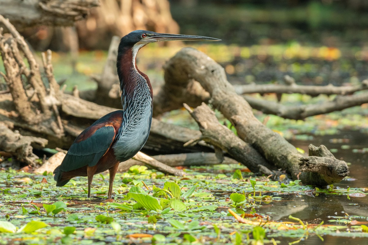 Garza Agamí - ML617199423