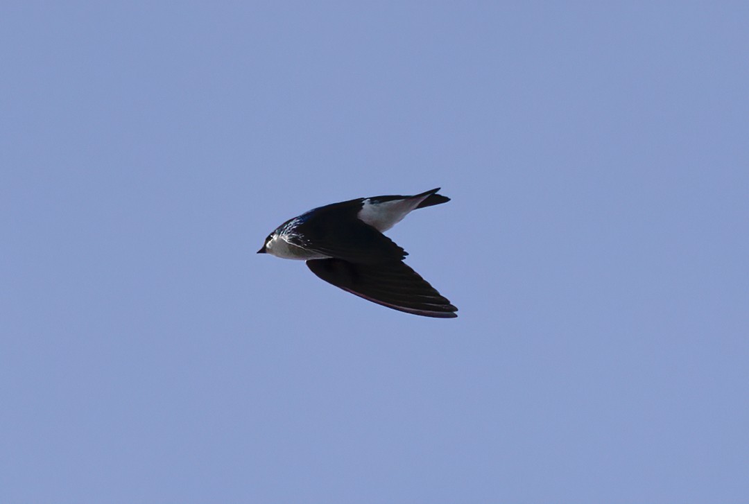 Tree Swallow - Phil Bartley